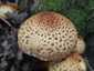 Tüskés tőkegomba (Pholiota squarrosa), Budai-hegység